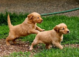 golden retriever puppies vancouver island