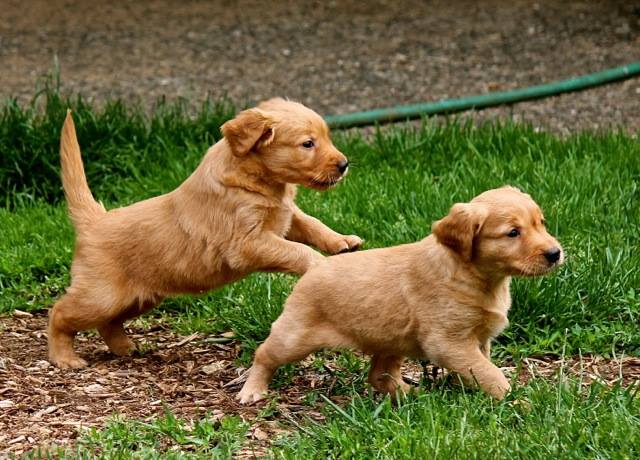 golden retriever puppies vancouver island